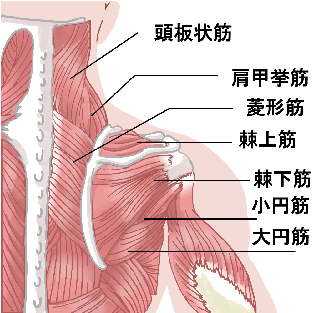 肩が痛い腱板損傷に関わる筋肉
